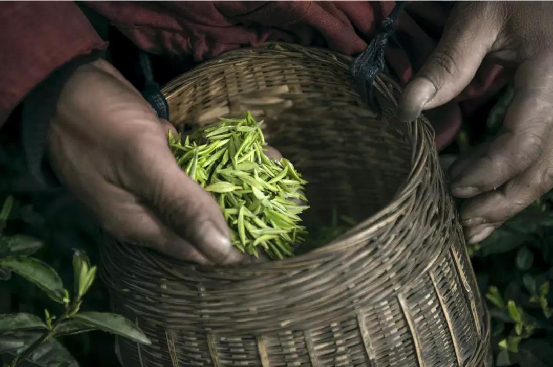 走过世界,最忆那一杯茶香 - 苞山云茶_老川茶_峨眉黑苞山的私房茶
