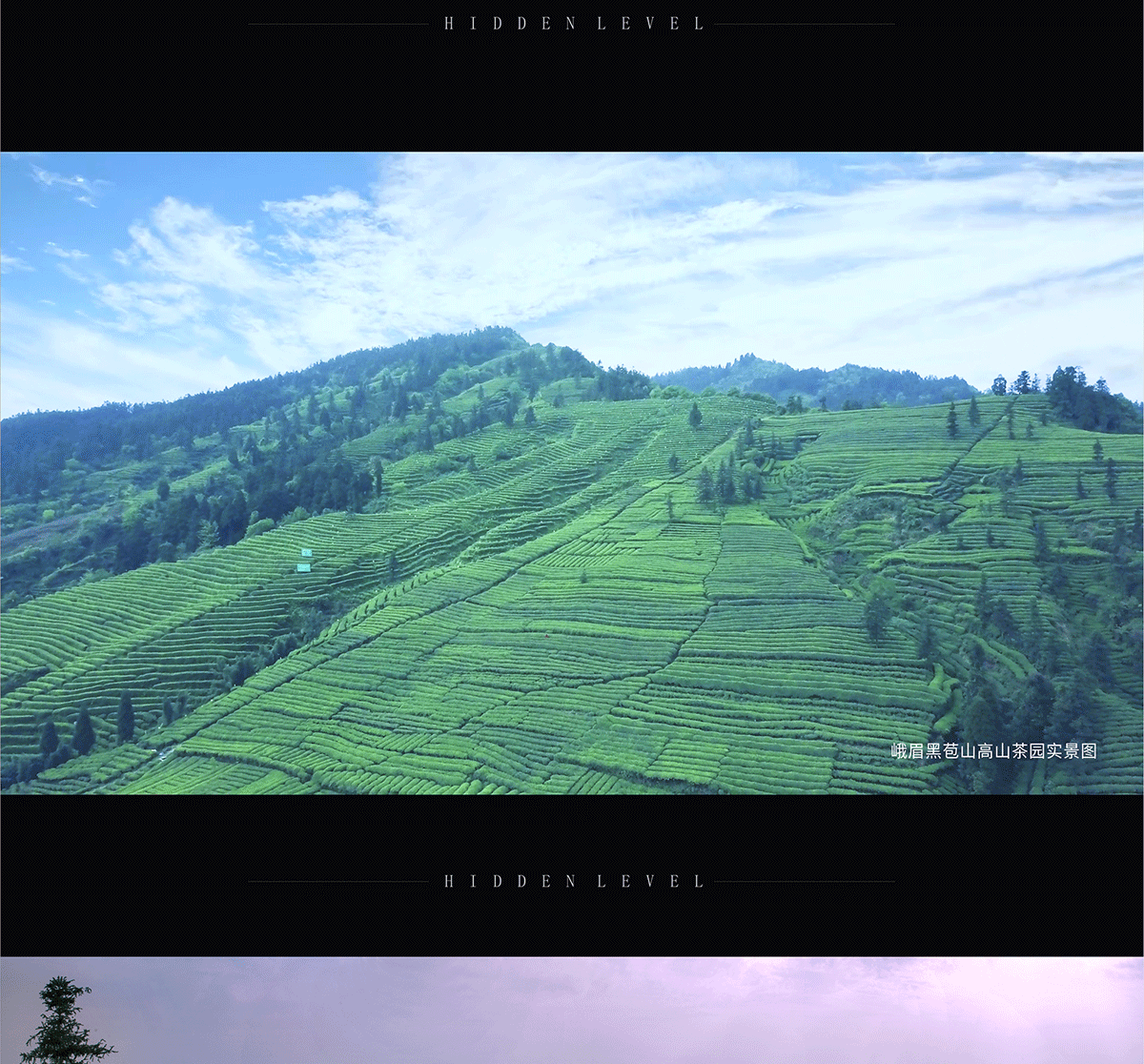 苞山云茶